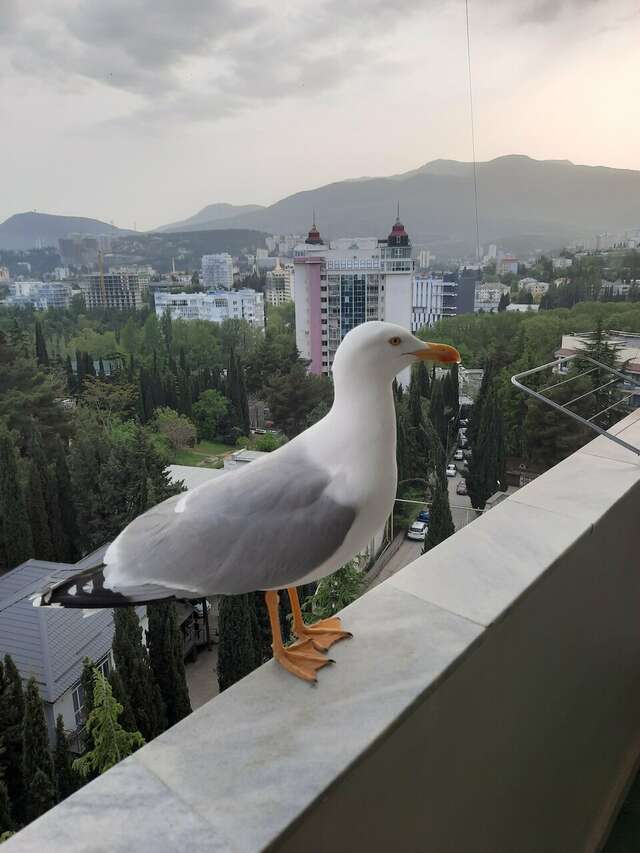Гостиница Демерджи Алушта-189